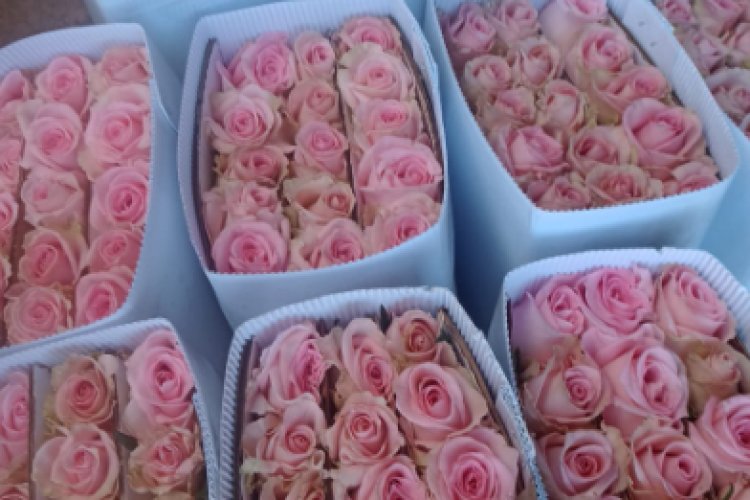 Floricultores de Tenancingo de Degollado esperan altas ventas este 10 de mayo