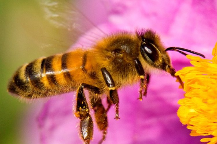 Esta es la importancia de las abejas para el mundo