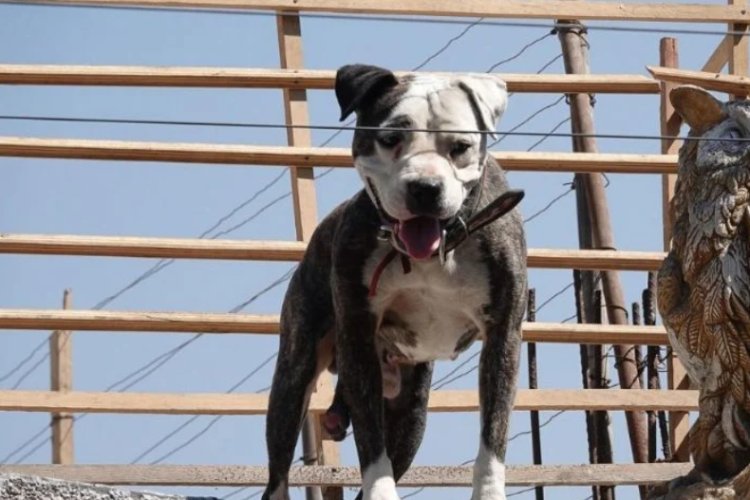 Esta es la multa por dejar a tu perro en la azotea en la CDMX