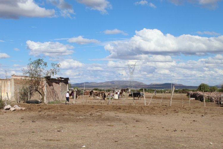 Cae el precio del ganado por falta de alimentos y agua en Zacatecas