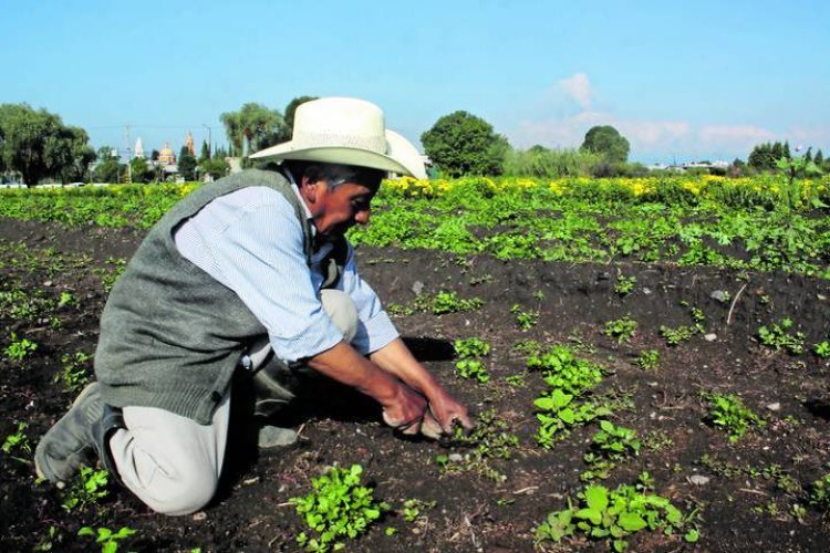 Sequía, apagones y bajos precios internacionales: racha negativa de productores afecto a financieras agrícolas en Chihuahua