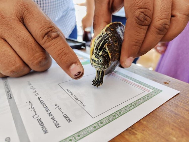 Realizaron registro de mascotas con motivo del Día del Niño en Veracruz