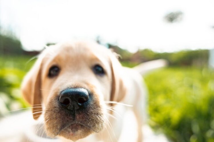 Para esto sirven los bigotes de los perros