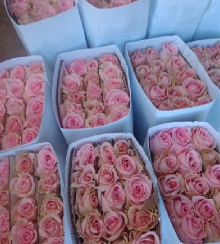 Floricultores de Tenancingo de Degollado esperan altas ventas este 10 de mayo