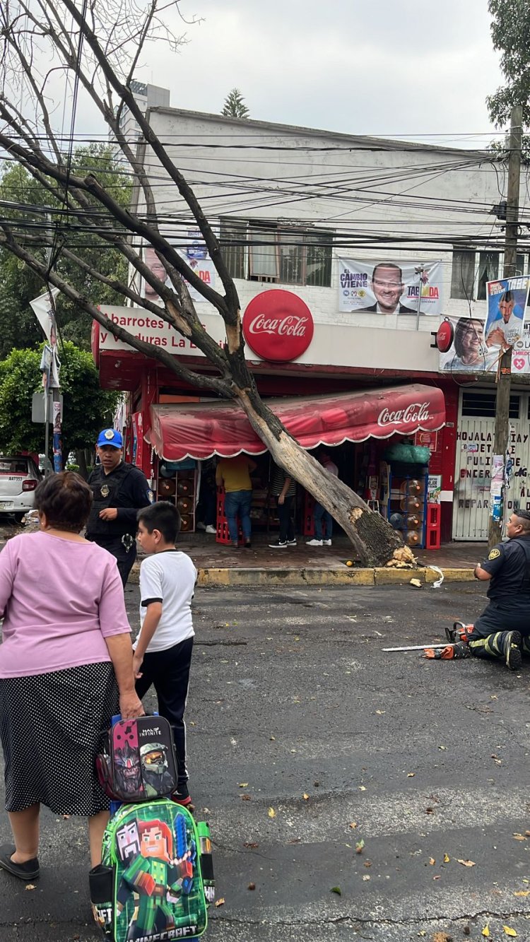 Fuertes vientos derriban árboles en varios puntos de la CDMX