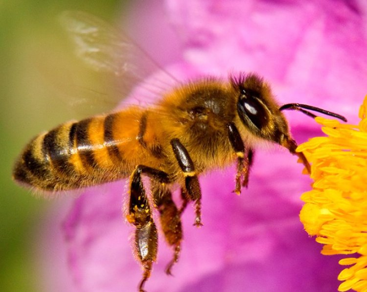 Esta es la importancia de las abejas para el mundo