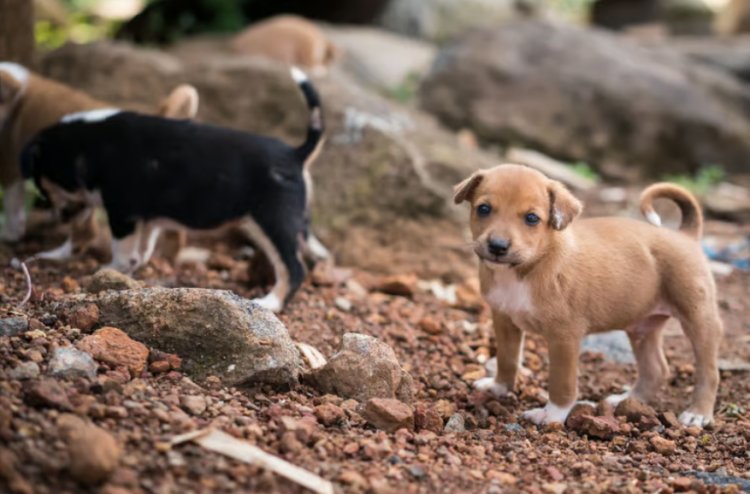 Se creará en el Edomex policía y fiscalía de protección animal