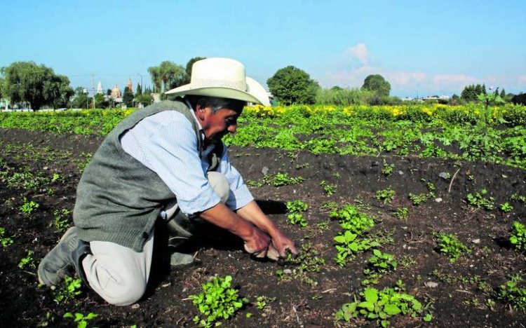 Sequía, apagones y bajos precios internacionales: racha negativa de productores afecto a financieras agrícolas en Chihuahua