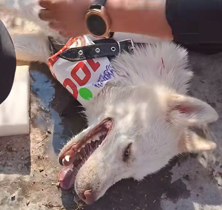 Sujeto abandona a su perro con golpe de calor en carrera en San Luis Potosí