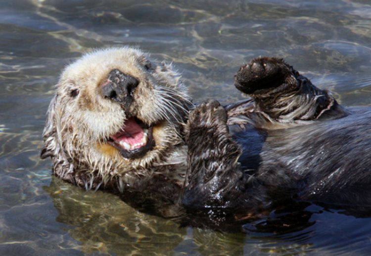 Hoy se celebra el Día Mundial de la Nutria