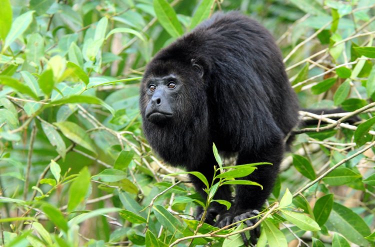 Confirma Semarnat muerte de 157 monos en Chiapas y Tabasco