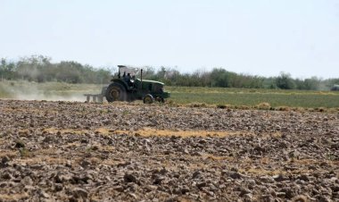 En riesgo de pérdida de 300 toneladas de semilla certificada de frijol para Durango