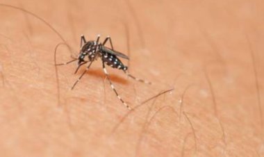 Autoridades de Salud del Edomex en alerta por casos del Dengue