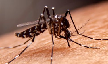 Se reportaron 70 casos de dengue en Hidalgo
