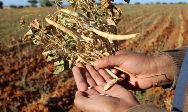 Falta semilla de frijol para cultivo de temporal en Zacatecas