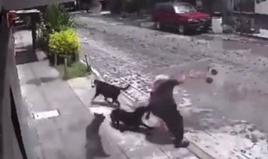 “Auxilio, auxilio”: Abuelita es atacada por cuatro perros (VIDEO)  