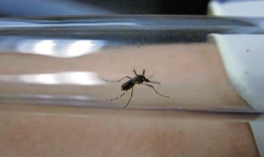 Estados Unidos lanza alerta por dengue tras dispararse casos en el mundo