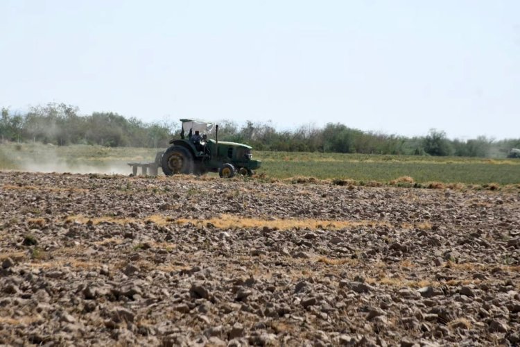 En riesgo de pérdida de 300 toneladas de semilla certificada de frijol para Durango