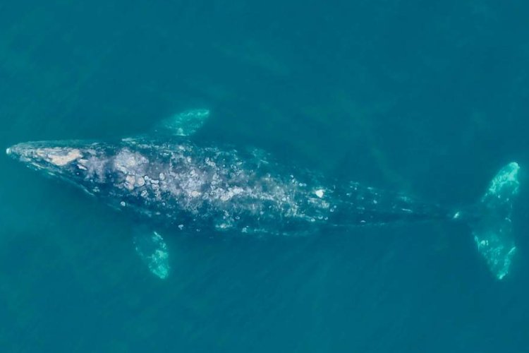 Ballenas grises se han hecho más pequeñas en los últimos 20 años