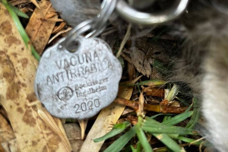 Vuelven a abandonar cuerpo de perro torturado en Xochimilco