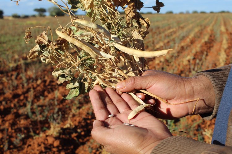 Falta semilla de frijol para cultivo de temporal en Zacatecas