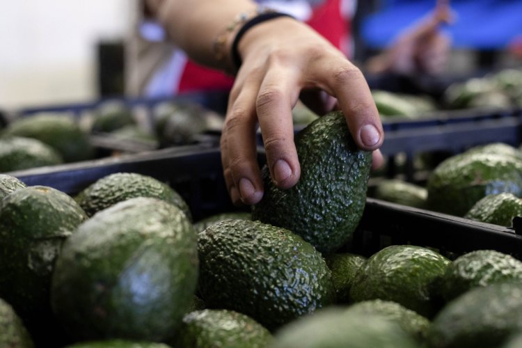 Retomarán importación de aguacate a EEUU tras llegar a un acuerdo sobre seguridad de inspectores