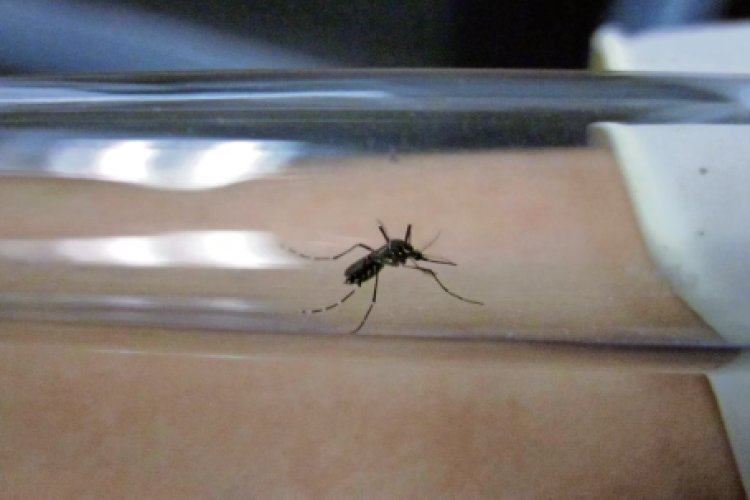 Estados Unidos lanza alerta por dengue tras dispararse casos en el mundo