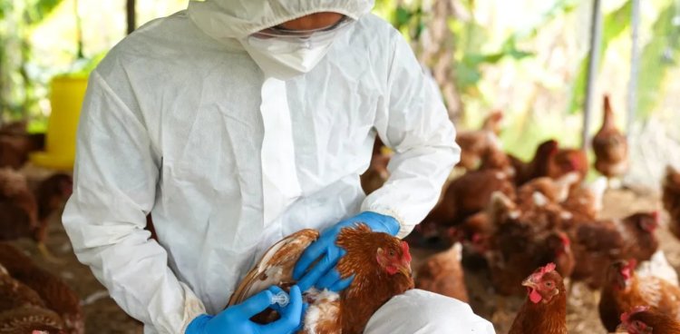 Minimizan riesgo a la salud por primer caso humano de influenza aviar H5N2 en México