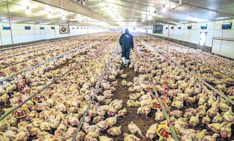 OMS confirma primer caso de gripe aviar H5N1 en Australia