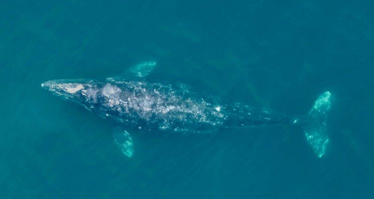 Ballenas grises se han hecho más pequeñas en los últimos 20 años