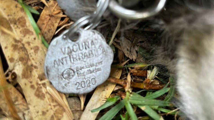 Vuelven a abandonar cuerpo de perro torturado en Xochimilco