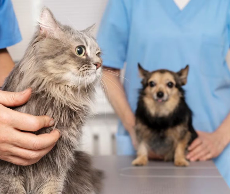 La gripe aviar puede infectar a gatos, perros y otros animales
