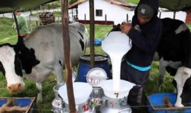 Si no hay alimento para las vacas el costo de la leche podría aumentar debido a la sequía