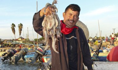 Pescadores esperan cosechar 5 mil toneladas de camarón