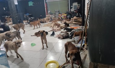 Resguardan a perritos durante paso del huracán Beryl en Quintana Roo