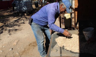 Baja la expectativa de producción de frijol en Zacatecas