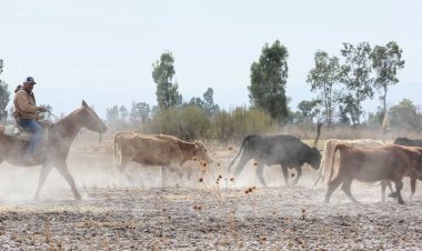 La sequía y el aumento de insumos afectan a los productores del campo en Durango