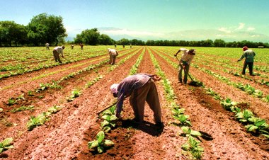 Sin cooperativas agricultores de Chihuahua sufren por caída de precios en cosechas