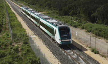 Construcción del Tren Maya destrozó más de 6 mil hectáreas de selva, revela estudio