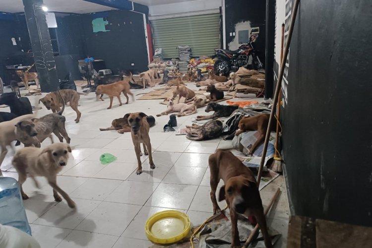 Resguardan a perritos durante paso del huracán Beryl en Quintana Roo