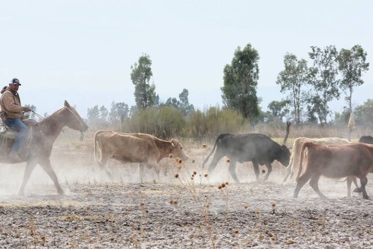 La sequía y el aumento de insumos afectan a los productores del campo en Durango