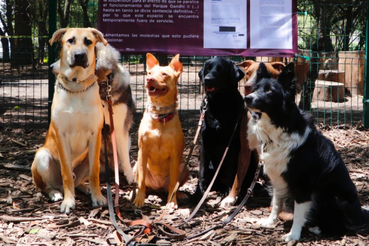 Por un juicio prohíben entrada a perritos en parque canino en Chapultepec