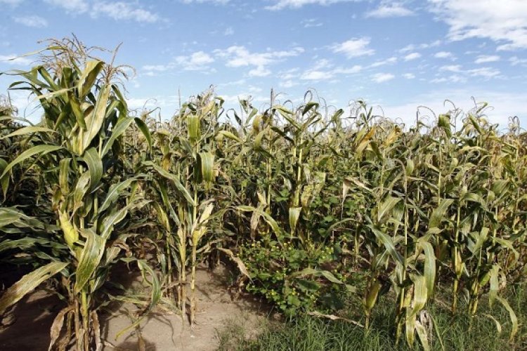Jalisco pierde capacidad en siembra de maíz