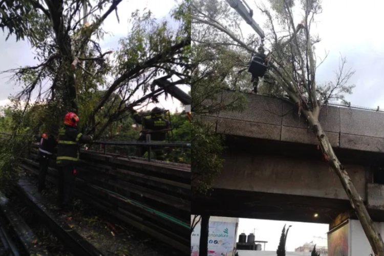 Cae árbol sobre vías del Metro Línea 4 por fuertes lluvias y suspenden servicio
