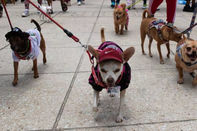 Por qué se conmemora el Día del Perro en México y cuándo es