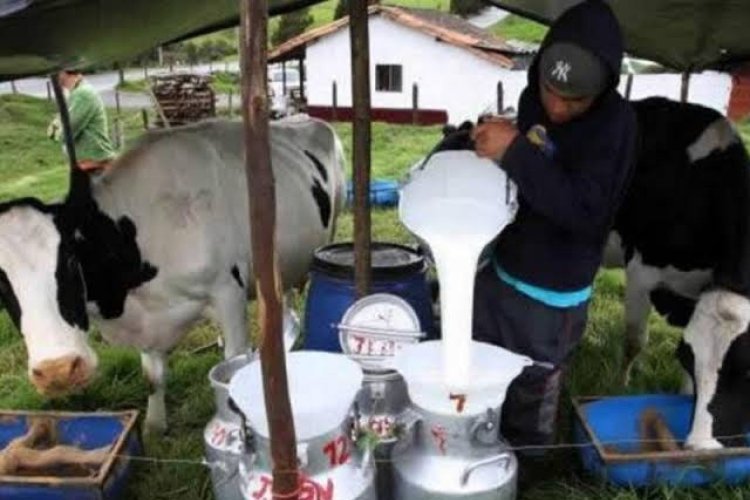 Si no hay alimento para las vacas el costo de la leche podría aumentar debido a la sequía
