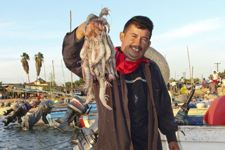 Pescadores esperan cosechar 5 mil toneladas de camarón