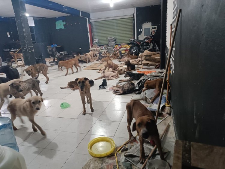 Resguardan a perritos durante paso del huracán Beryl en Quintana Roo