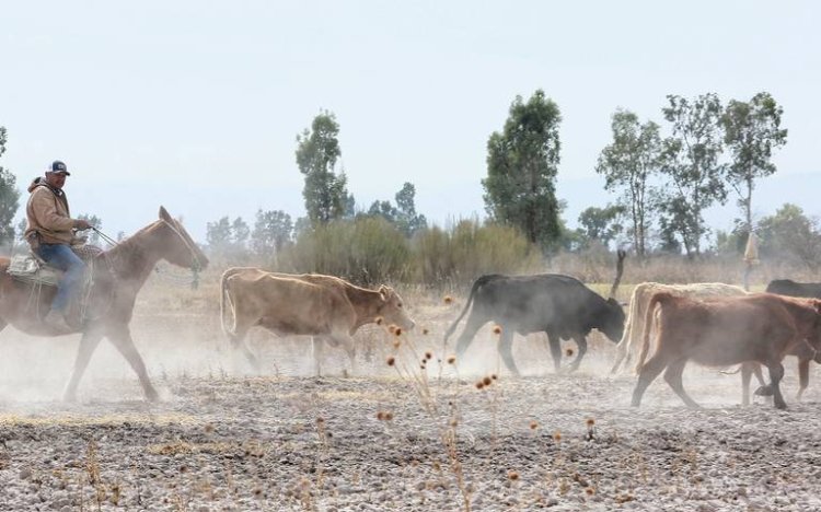 La sequía y el aumento de insumos afectan a los productores del campo en Durango