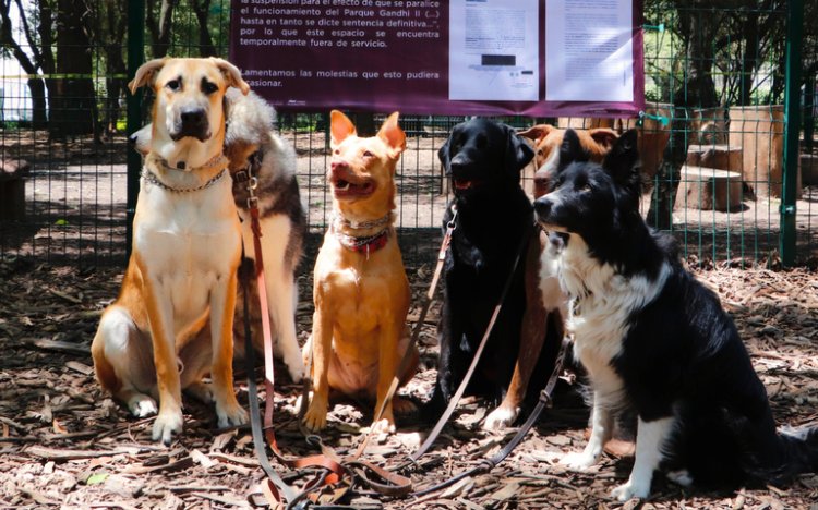 Por un juicio prohíben entrada a perritos en parque canino en Chapultepec